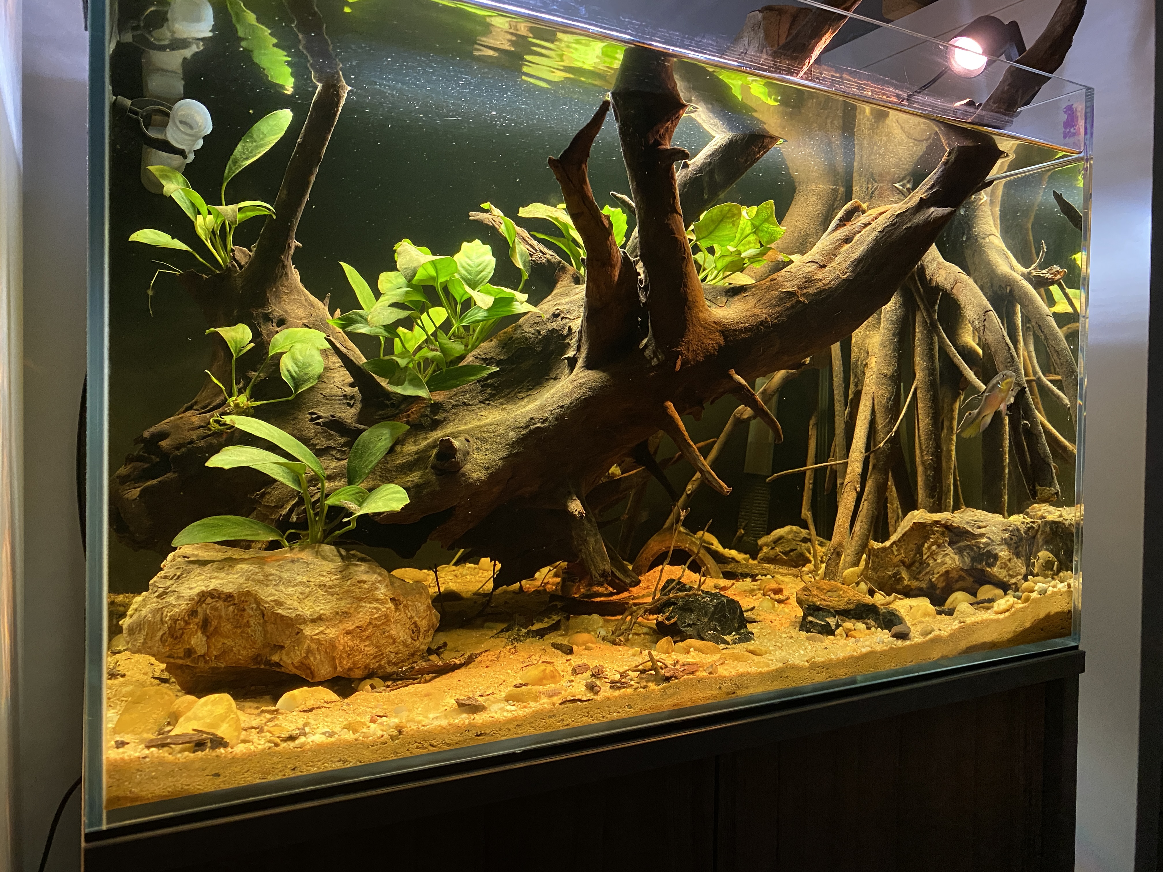 Imo River biotope (West-Africa)